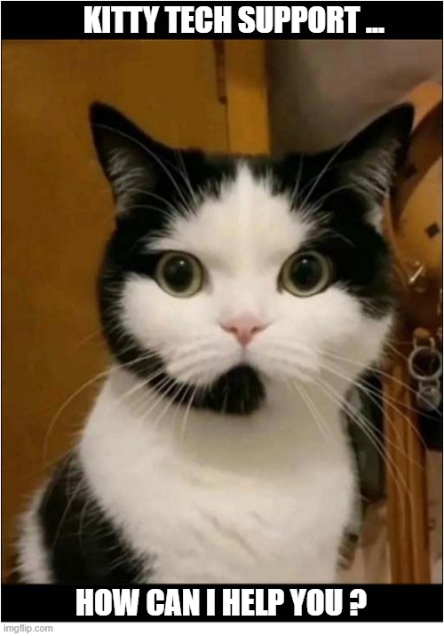 What Else Would He Do ? | KITTY TECH SUPPORT ... HOW CAN I HELP YOU ? | image tagged in cats,tech support | made w/ Imgflip meme maker