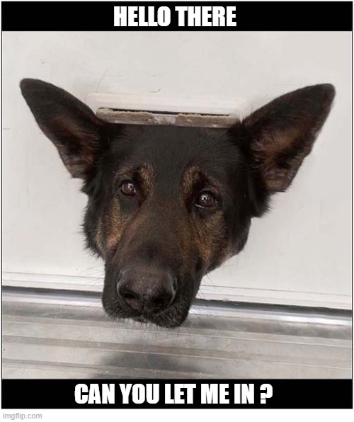 A Useful Cat Flap ! | HELLO THERE; CAN YOU LET ME IN ? | image tagged in dogs,german shepherd,cat flap,hello there | made w/ Imgflip meme maker