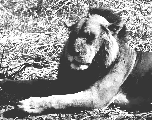 Balding Lion Blank Meme Template