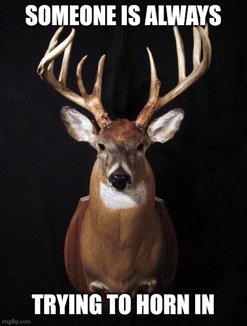 Deer head | SOMEONE IS ALWAYS TRYING TO HORN IN | image tagged in deer head | made w/ Imgflip meme maker