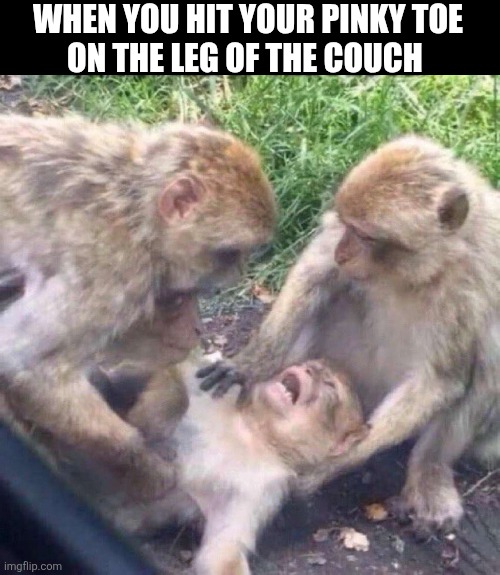 When You Hit Your Pinky Toe | WHEN YOU HIT YOUR PINKY TOE
ON THE LEG OF THE COUCH | image tagged in chrisjoines1 | made w/ Imgflip meme maker