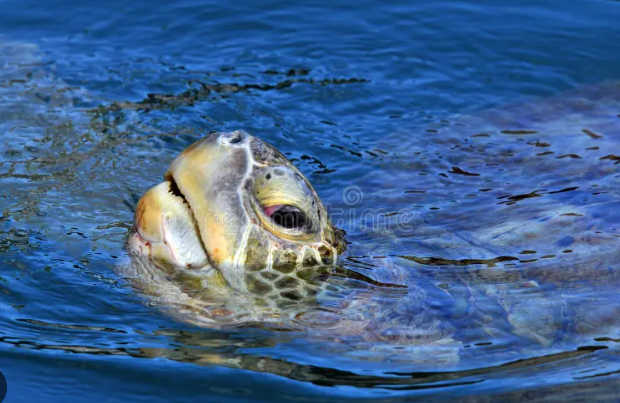 TurtleBreach Blank Meme Template