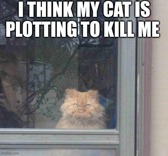 I Think My Cat Is Plotting To Kill Me | I THINK MY CAT IS PLOTTING TO KILL ME | image tagged in chrisjoines1 | made w/ Imgflip meme maker