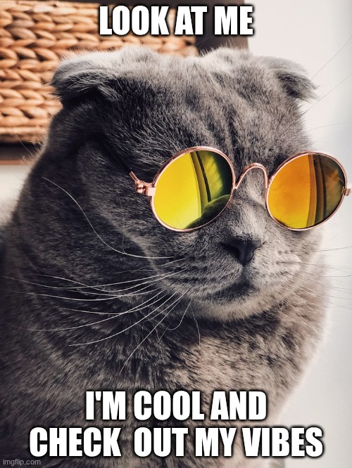 cool cat vibes | LOOK AT ME; I'M COOL AND CHECK  OUT MY VIBES | image tagged in jesse pinkman | made w/ Imgflip meme maker
