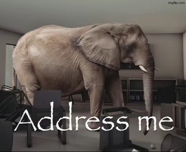 Address me elephant | image tagged in address me elephant | made w/ Imgflip meme maker