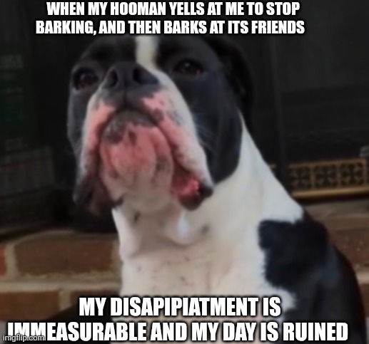 My dog is very disapipiated. | WHEN MY HOOMAN YELLS AT ME TO STOP BARKING, AND THEN BARKS AT ITS FRIENDS; MY DISAPIPIATMENT IS IMMEASURABLE AND MY DAY IS RUINED | image tagged in dog,funny,lol so funny,dogs pets funny,pets,funny dog memes | made w/ Imgflip meme maker