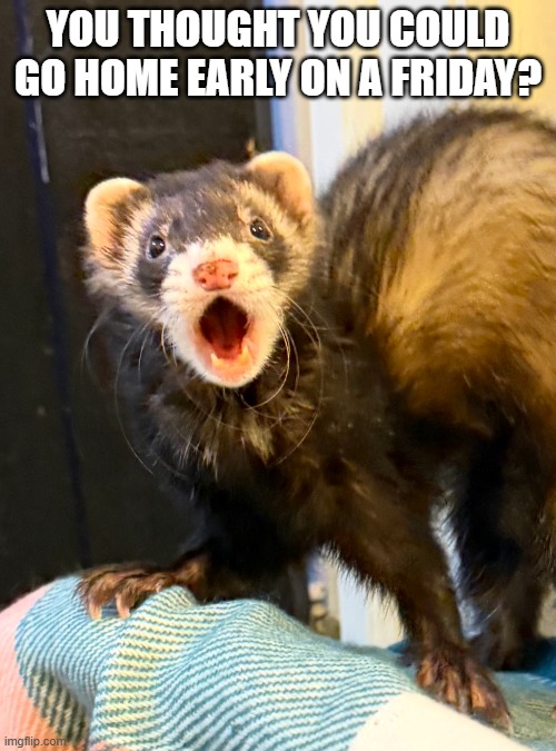 Go Home Early | YOU THOUGHT YOU COULD GO HOME EARLY ON A FRIDAY? | image tagged in surprised ferret | made w/ Imgflip meme maker