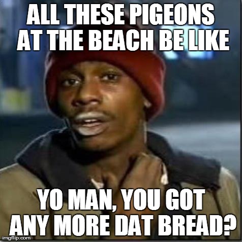 crack | ALL THESE PIGEONS AT THE BEACH BE LIKE YO MAN, YOU GOT ANY MORE DAT BREAD? | image tagged in crack | made w/ Imgflip meme maker