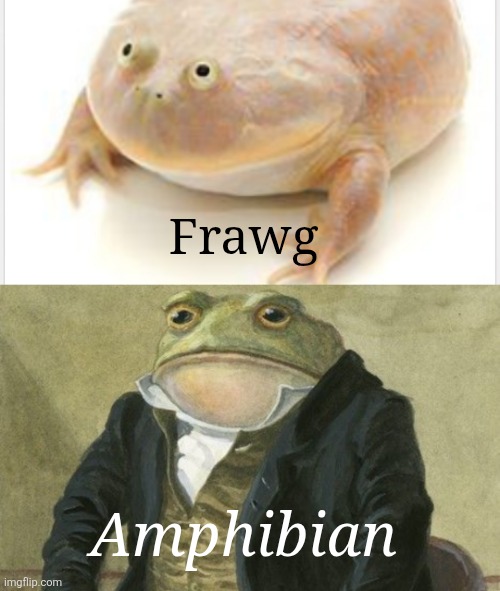 Fancy | Frawg; Amphibian | image tagged in gentleman frog,fancy | made w/ Imgflip meme maker