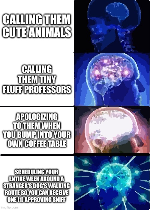 Lmao | CALLING THEM CUTE ANIMALS; CALLING THEM TINY FLUFF PROFESSORS; APOLOGIZING TO THEM WHEN YOU BUMP INTO YOUR OWN COFFEE TABLE; SCHEDULING YOUR ENTIRE WEEK AROUND A STRANGER'S DOG'S WALKING ROUTE SO YOU CAN RECEIVE ONE (1) APPROVING SNIFF | image tagged in memes,expanding brain,cute animals | made w/ Imgflip meme maker