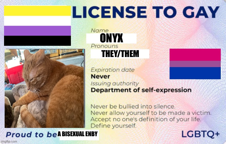 License to Gay | ONYX; THEY/THEM; A BISEXUAL ENBY | image tagged in license to gay | made w/ Imgflip meme maker
