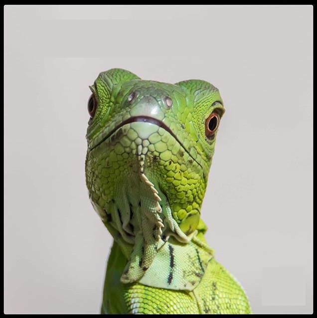 High Quality Florida Man Blank Meme Template