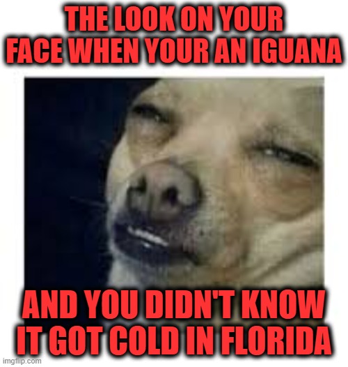 Instant Regrets | THE LOOK ON YOUR FACE WHEN YOUR AN IGUANA; AND YOU DIDN'T KNOW IT GOT COLD IN FLORIDA | image tagged in the look,florida,florida man,meanwhile in florida,iguana,sassy iguana | made w/ Imgflip meme maker