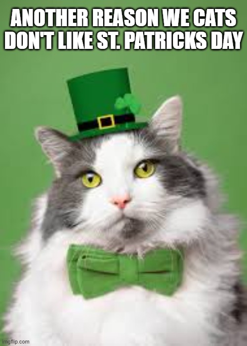 Another reason why cats don't like St. Patricks Day !! | ANOTHER REASON WE CATS DON'T LIKE ST. PATRICKS DAY | image tagged in cat,kittens,funny,humor,st patricks day,costumes | made w/ Imgflip meme maker