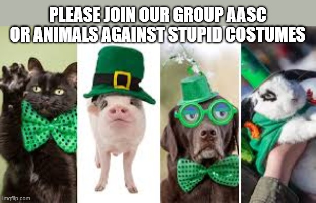 Please join our group AASC which stands for Animals Against Stupid Costumes. | PLEASE JOIN OUR GROUP AASC OR ANIMALS AGAINST STUPID COSTUMES | image tagged in funny,humor,cats,dogs,st patricks day,costumes | made w/ Imgflip meme maker