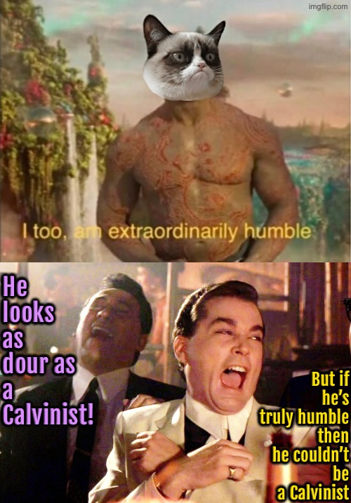 Dour Calvinist Or Humble Non-Calvinist? | He looks as dour as a Calvinist! But if he’s truly humble then he couldn’t be a Calvinist | image tagged in calvinism,grumpy cat,calvinist memes,laughing,reformed theology,cats | made w/ Imgflip meme maker