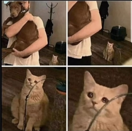 Cat jealous Blank Meme Template