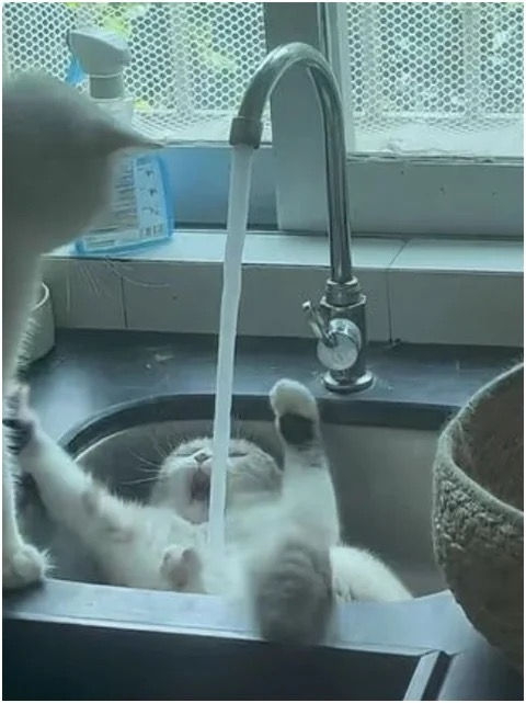 screaming cat in sync Blank Meme Template