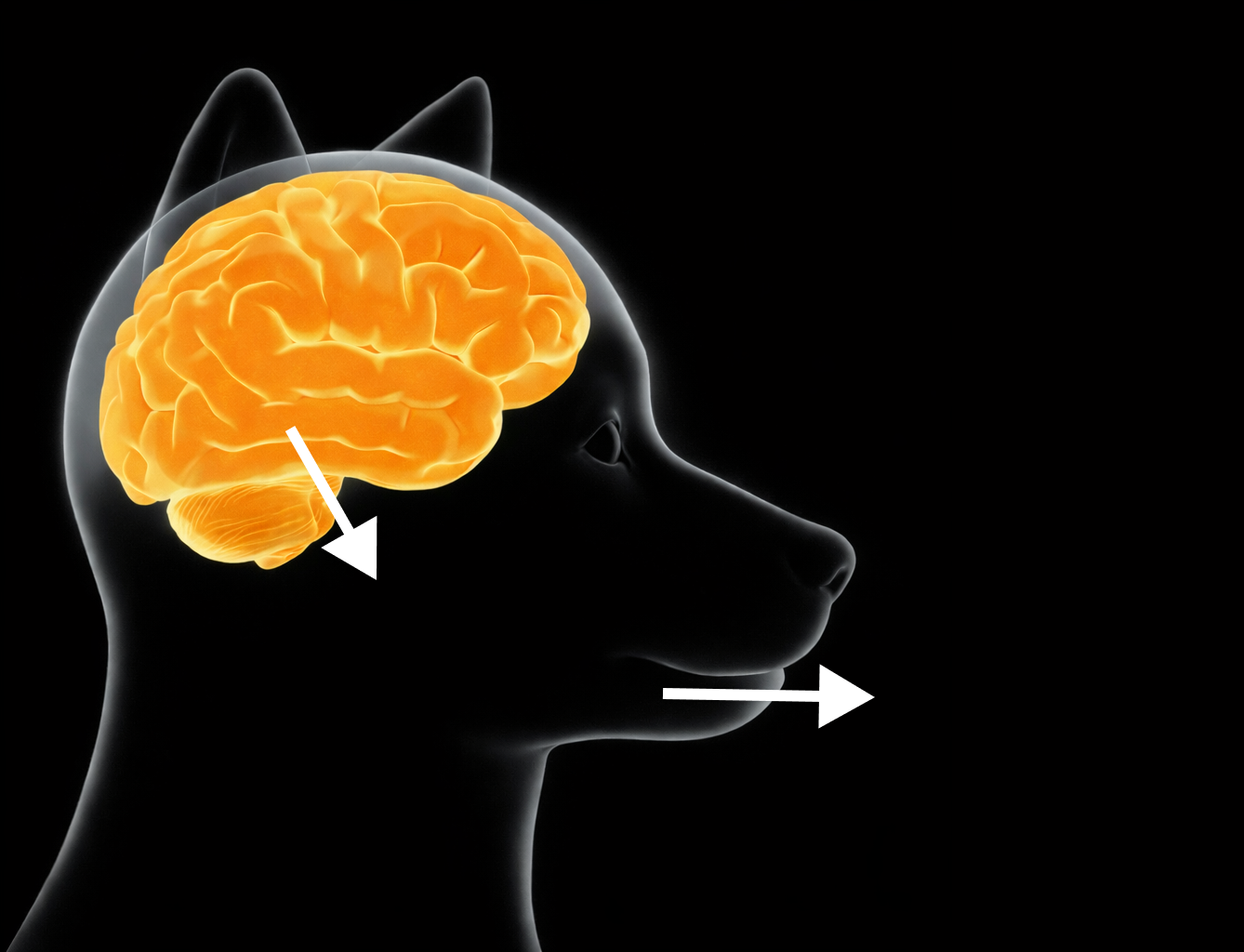 Dog brain meme Blank Meme Template