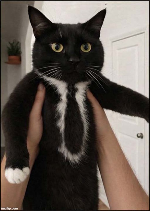 Getting Ready For His Interview ... (I Would Hire Him) | image tagged in cats,job interview,tie,you're hired | made w/ Imgflip meme maker