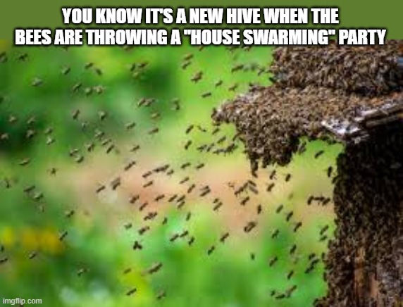 The hive of bees threw a house swarming party for their new home. | YOU KNOW IT'S A NEW HIVE WHEN THE BEES ARE THROWING A "HOUSE SWARMING" PARTY | image tagged in funny,humor,pun,bees,play on words,party | made w/ Imgflip meme maker