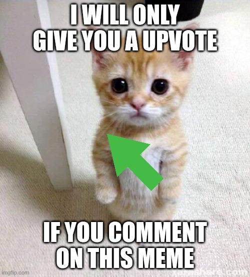 Cute Cat Meme | I WILL ONLY GIVE YOU A UPVOTE; IF YOU COMMENT ON THIS MEME | image tagged in memes,cute cat | made w/ Imgflip meme maker