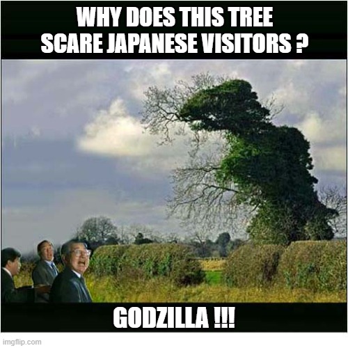 When You See It ! | WHY DOES THIS TREE SCARE JAPANESE VISITORS ? GODZILLA !!! | image tagged in tree,japanese,godzilla | made w/ Imgflip meme maker