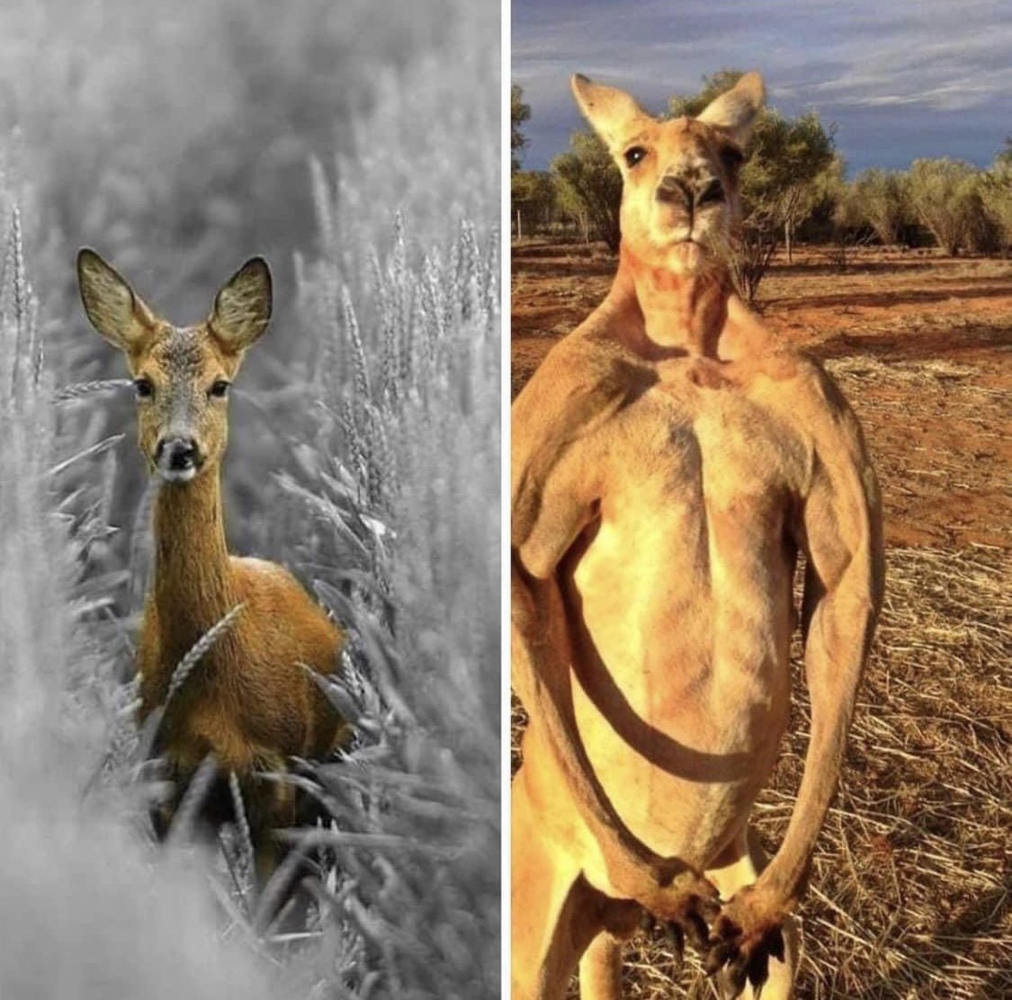 Chrisjoines1 Blank Meme Template