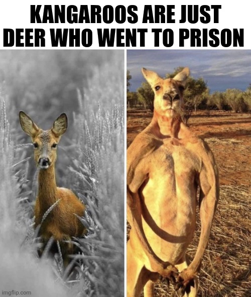 Kangaroos Are Just Deer | KANGAROOS ARE JUST DEER WHO WENT TO PRISON | image tagged in chrisjoines1 | made w/ Imgflip meme maker