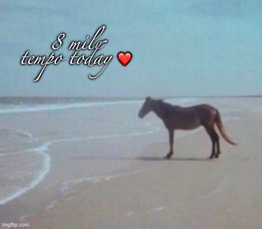 Man Horse Water | 8 mile tempo today ❤️ | image tagged in man horse water,msmg | made w/ Imgflip meme maker