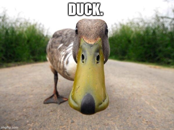 DUCK. | image tagged in duck | made w/ Imgflip meme maker