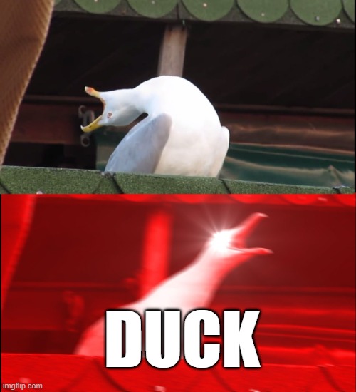 DUCK | image tagged in screaming bird | made w/ Imgflip meme maker