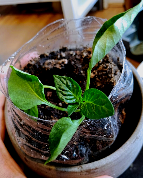 Plant Blank Meme Template