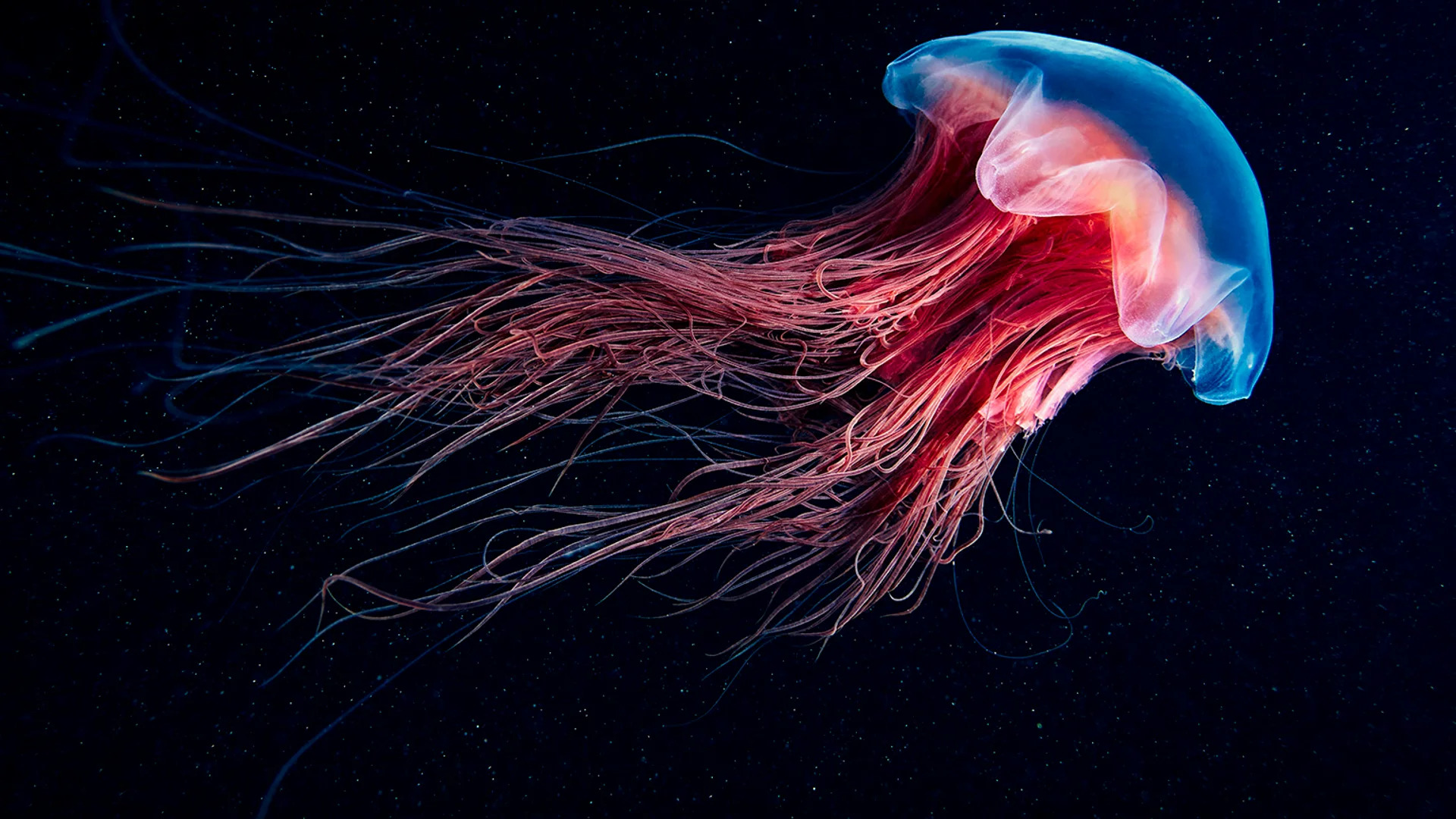 jelly fish Blank Meme Template