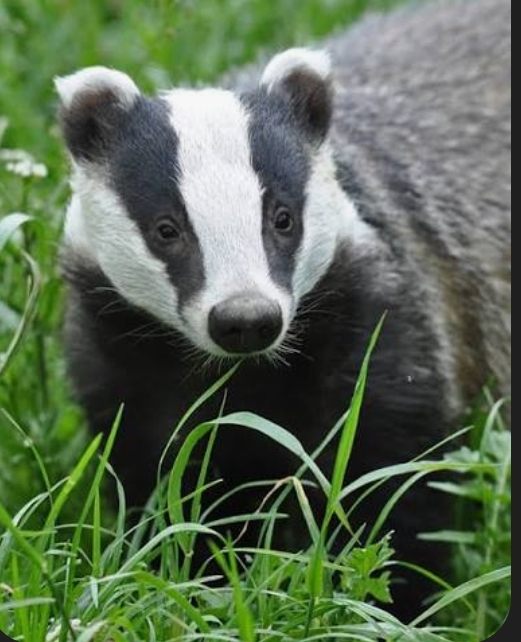 Badger Blank Meme Template