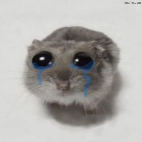 Sad hamster | image tagged in sad hamster | made w/ Imgflip meme maker