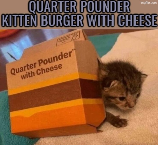 Quarter Pounder Kitten Burger | QUARTER POUNDER KITTEN BURGER WITH CHEESE | image tagged in cats,funny cats,kittens,mcdonald's,cheeseburger,cute kittens | made w/ Imgflip meme maker