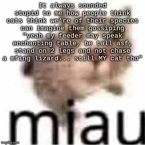 miau | It always sounded stupid to me how people think cats think we're of their species
can imagine them gossiping
"yeah my feeder may speak enchanting table, be tall asf, stand on 2 legs and not chase a mfing lizard... still MY cat tho" | image tagged in miau | made w/ Imgflip meme maker