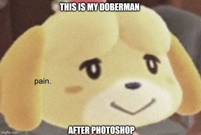 Isabelle pain | THIS IS MY DOBERMAN; AFTER PHOTOSHOP | image tagged in isabelle pain | made w/ Imgflip meme maker