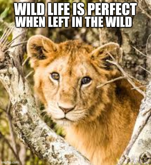 Animalsú | WILD LIFE IS PERFECT; WHEN LEFT IN THE WILD | image tagged in animals | made w/ Imgflip meme maker