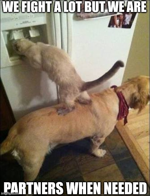 Smart animals | WE FIGHT A LOT BUT WE ARE; PARTNERS WHEN NEEDED | image tagged in smart animals | made w/ Imgflip meme maker