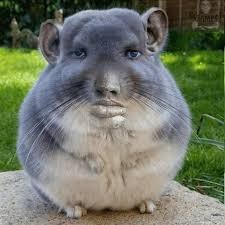 Grey Chinchilla Meme | image tagged in grey chinchilla meme | made w/ Imgflip meme maker