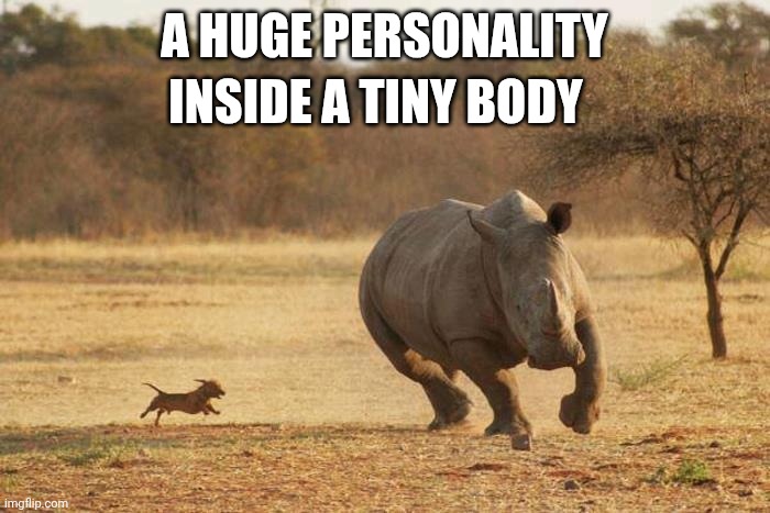 animals | INSIDE A TINY BODY; A HUGE PERSONALITY | image tagged in animals | made w/ Imgflip meme maker