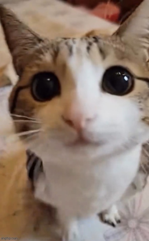 kitty | image tagged in uegueguegueguegegueguegueg | made w/ Imgflip meme maker