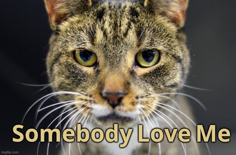 Simp for Kitty | 𝐒𝐨𝐦𝐞𝐛𝐨𝐝𝐲 𝐋𝐨𝐯𝐞 𝐌𝐞 | image tagged in i love you,love,kitty,sympathy | made w/ Imgflip meme maker