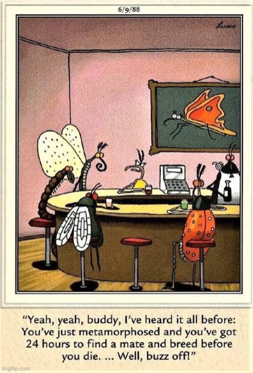 Insect pickup lines | image tagged in the far side,comics,insects,bar,pick up lines,buzz off | made w/ Imgflip meme maker