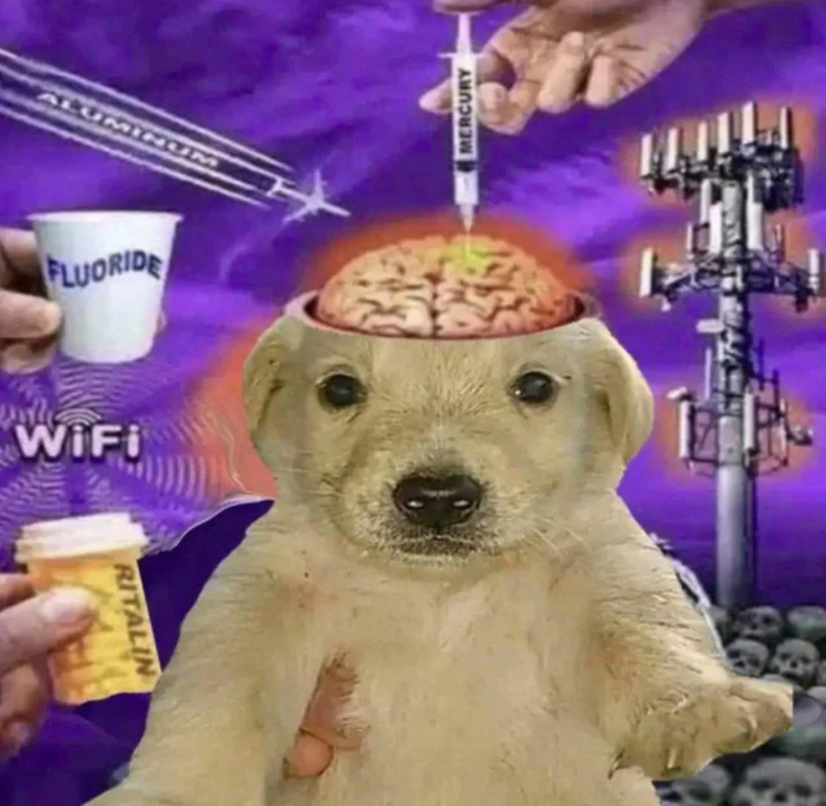 Dog Blank Meme Template