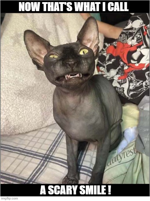 "Say Cheese" | NOW THAT'S WHAT I CALL; A SCARY SMILE ! | image tagged in cats,hairless,smile | made w/ Imgflip meme maker