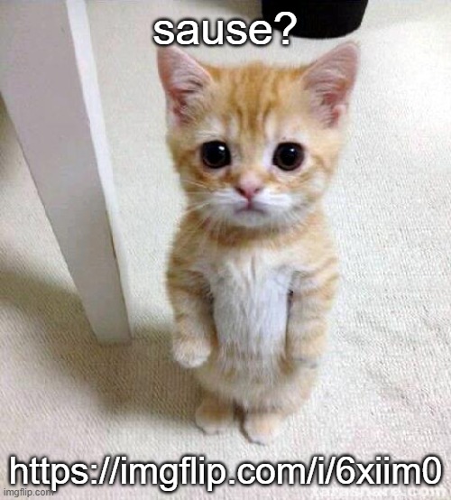 Cute Cat | sause? https://imgflip.com/i/6xiim0 | image tagged in memes,cute cat | made w/ Imgflip meme maker