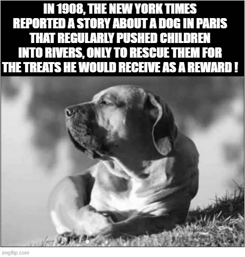 I Really Like This Dog ! | IN 1908, THE NEW YORK TIMES REPORTED A STORY ABOUT A DOG IN PARIS THAT REGULARLY PUSHED CHILDREN INTO RIVERS, ONLY TO RESCUE THEM FOR THE TREATS HE WOULD RECEIVE AS A REWARD ! | image tagged in dogs,children,river,rescue,treats | made w/ Imgflip meme maker